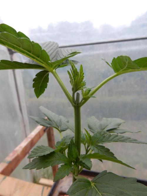 Blueberry - Outdoor 26. Week 3