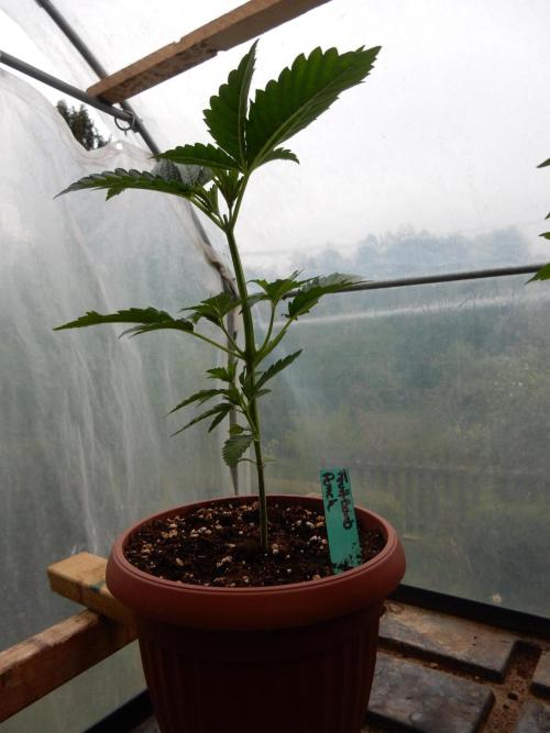 Blueberry - Outdoor 26. Week 3