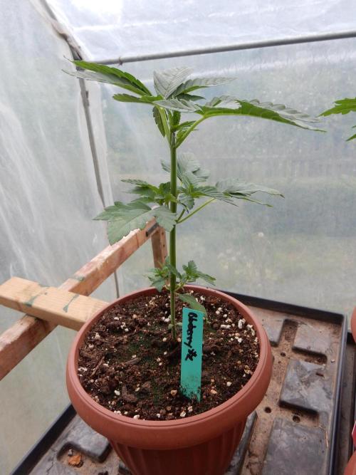 Blueberry. Week 3