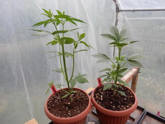 Candyland - Outdoor 26. Week 3