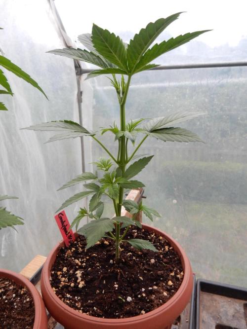 Candyland - Outdoor 26. Week 3