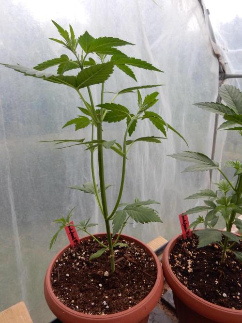Candyland - Outdoor 26. Week 3