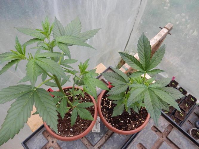Candyland - Outdoor 26. Week 3