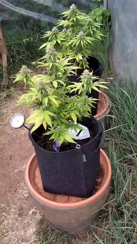 Sticky Broccoli Auto - EGC 2026