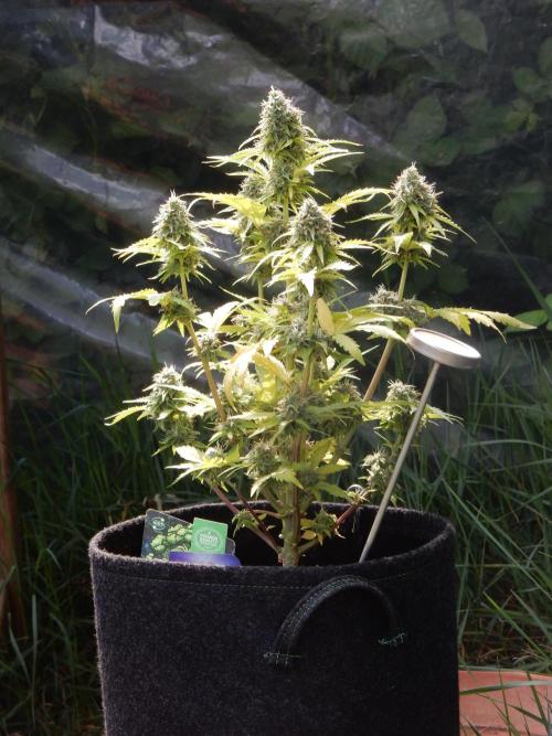 Sticky Broccoli Auto - EGC 2026. Week 9