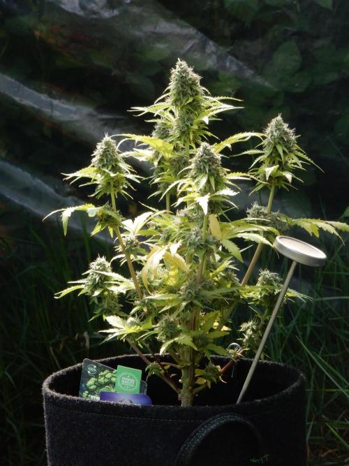 Sticky Broccoli Auto - EGC 2026. Week 9