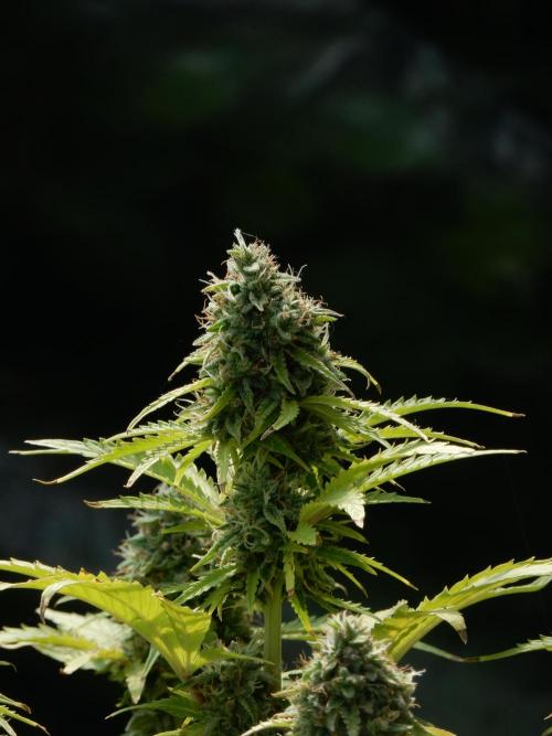 Sticky Broccoli Auto - EGC 2026. Week 9
