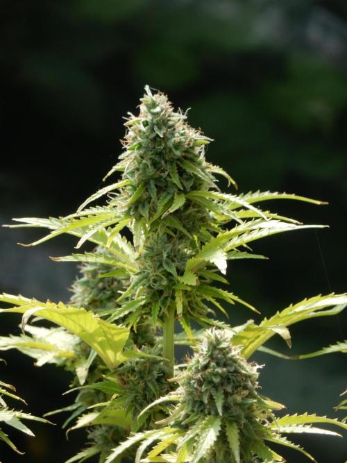 Sticky Broccoli Auto - EGC 2026. Week 9