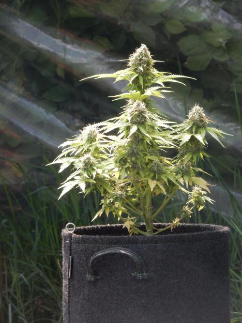 Auto Candy Bubatz XL - I/O. Week 9