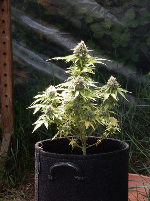 Auto Candy Bubatz XL - I/O. Week 9