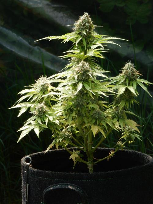 Auto Candy Bubatz XL - I/O. Week 9