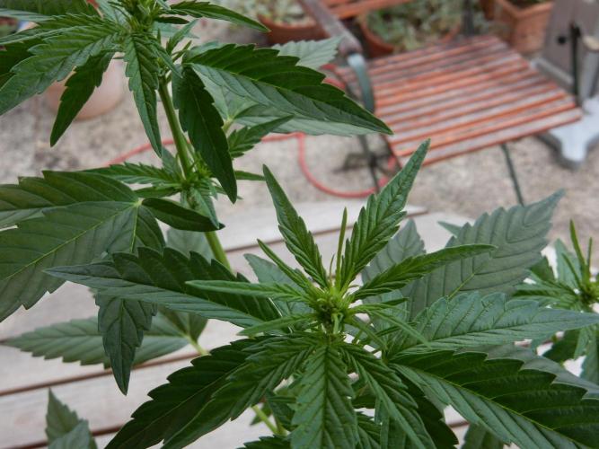 Candyland - Outdoor 26. Week 4