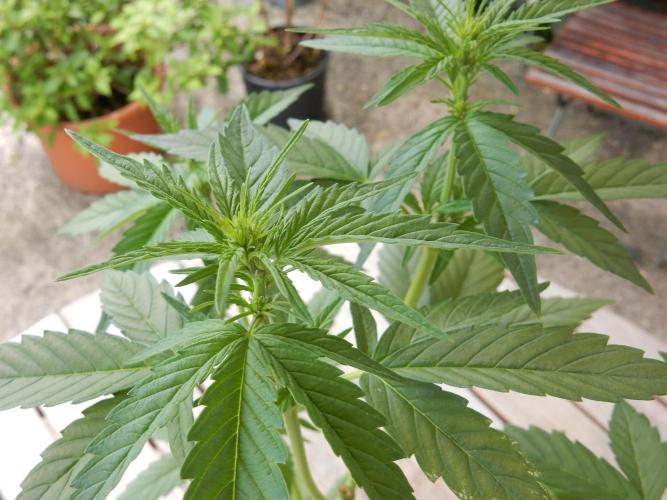 Candyland - Outdoor 26. Week 4