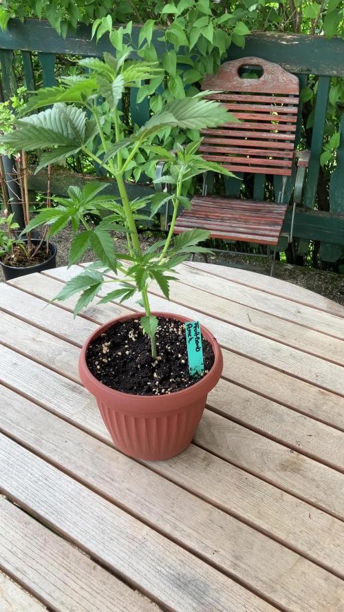 Fruit Bomb Punch Outdoor - 26