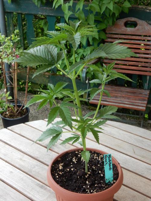 Fruit Bomb Punch Outdoor - 26. Week 4