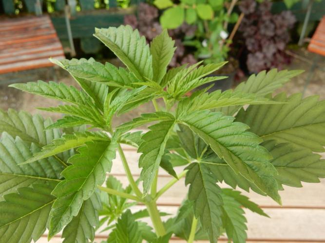 Fruit Bomb Punch Outdoor - 26. Week 4