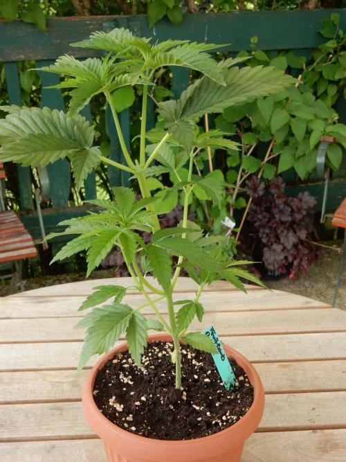 Fruit Bomb Punch Outdoor - 26. Week 4