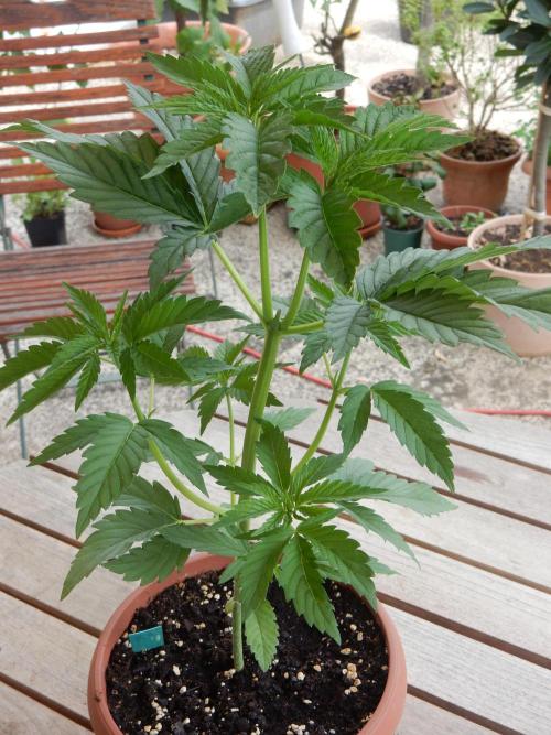 Fruit Bomb Punch Outdoor - 26. Week 4