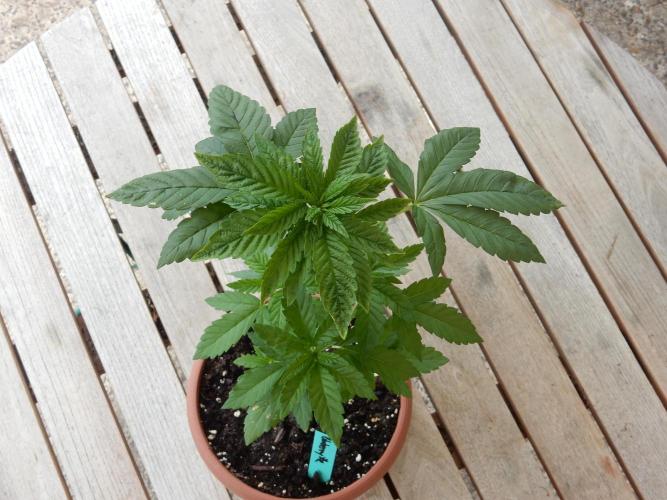 Blueberry - Outdoor 26. Week 4