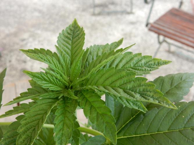 Blueberry - Outdoor 26. Week 4