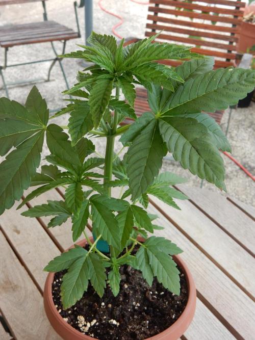 Blueberry - Outdoor 26. Week 4