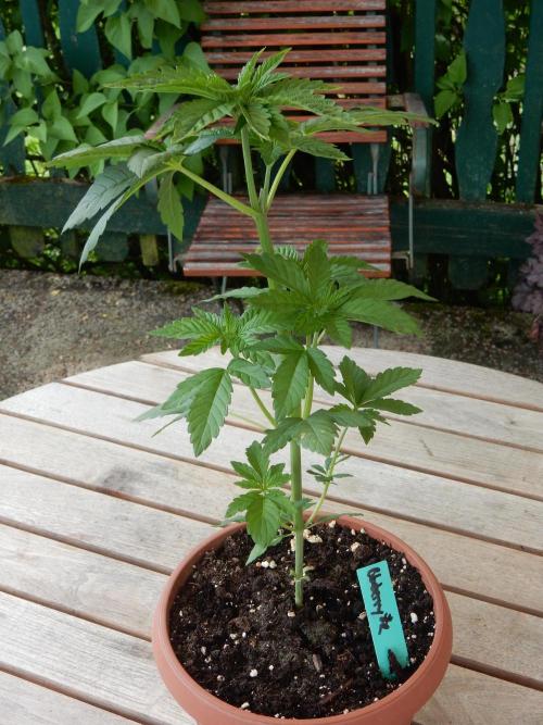 Blueberry - Outdoor 26. Week 4