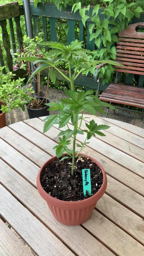 Blueberry - Outdoor 26
