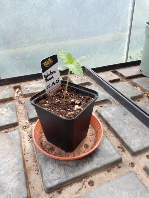 Jimmy went to the rainbow. Week 1
