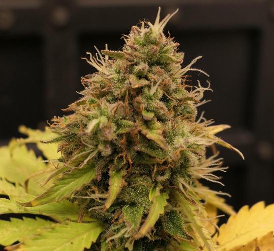 Sticky Broccoli Auto - EGC 2026. Week 10