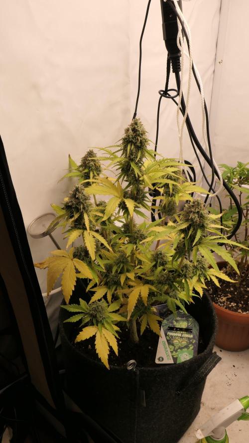 Sticky Broccoli Auto - EGC 2026. Week 10