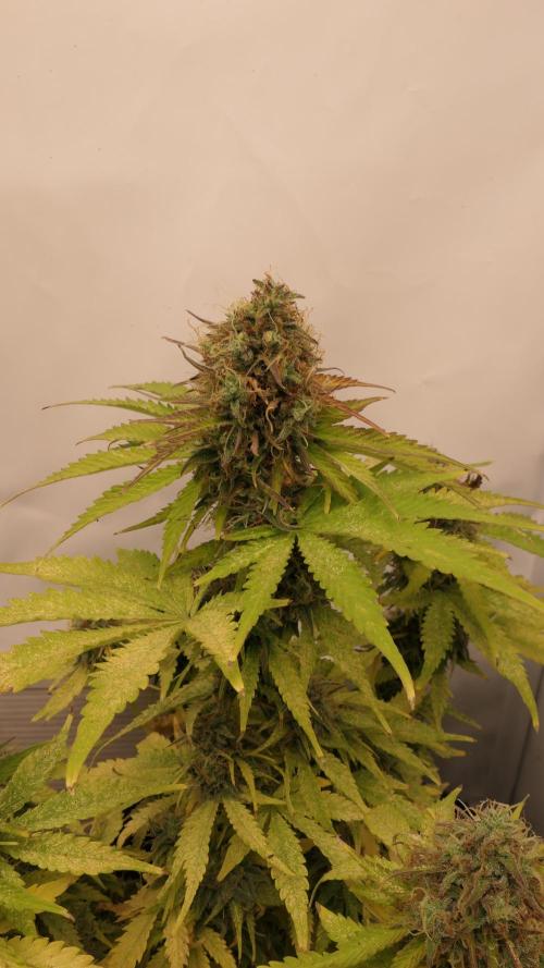 Sticky Broccoli Auto - EGC 2026. Week 10