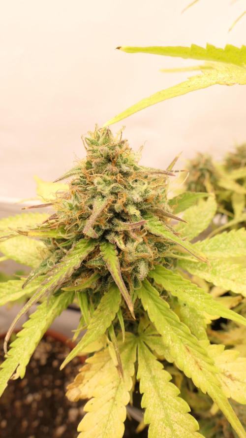 Sticky Broccoli Automatic. Week 10