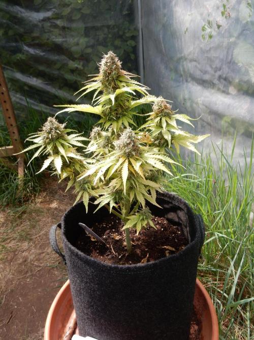 Auto Candy Bubatz XL - I/O. Week 10