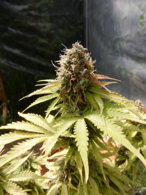 Auto Candy Bubatz XL - I/O. Week 10