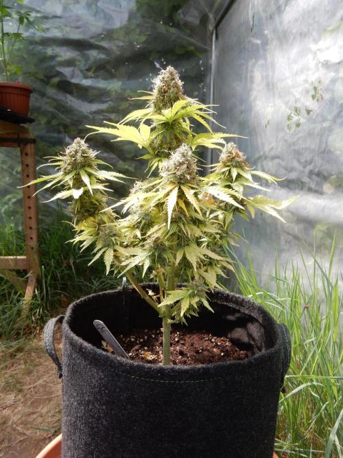 Auto Candy Bubatz XL - I/O. Week 10