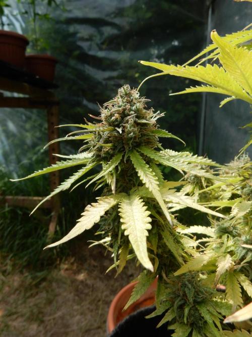 Auto Candy Bubatz XL - I/O. Week 10