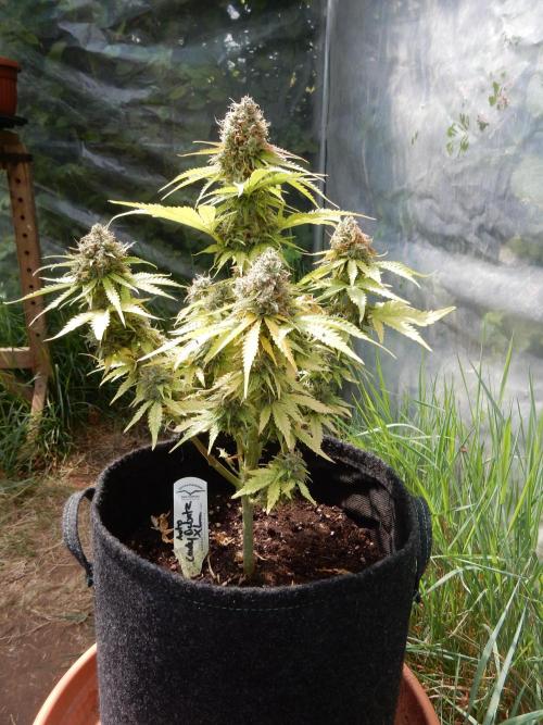 Auto Candy Bubatz XL - I/O. Week 10