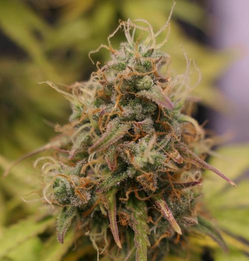 Auto Candy Bubatz XL - I/O. Week 10