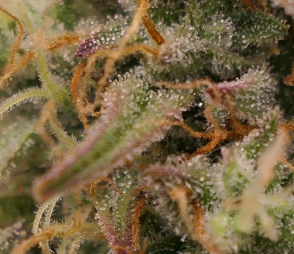 Auto Candy Bubatz XL - I/O. Week 10