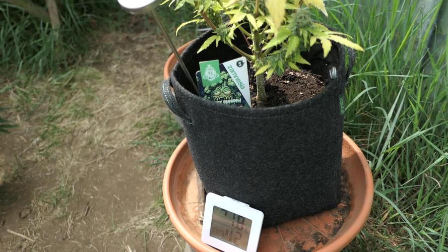 Sticky Broccoli Auto - EGC 2026