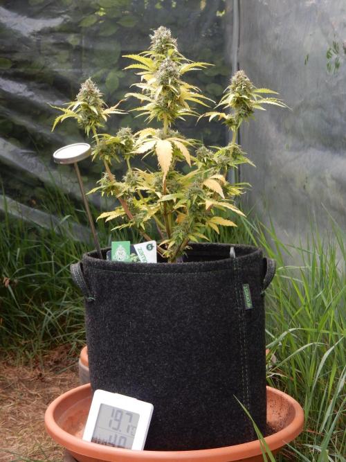 Sticky Broccoli Auto - EGC 2026. Week 10