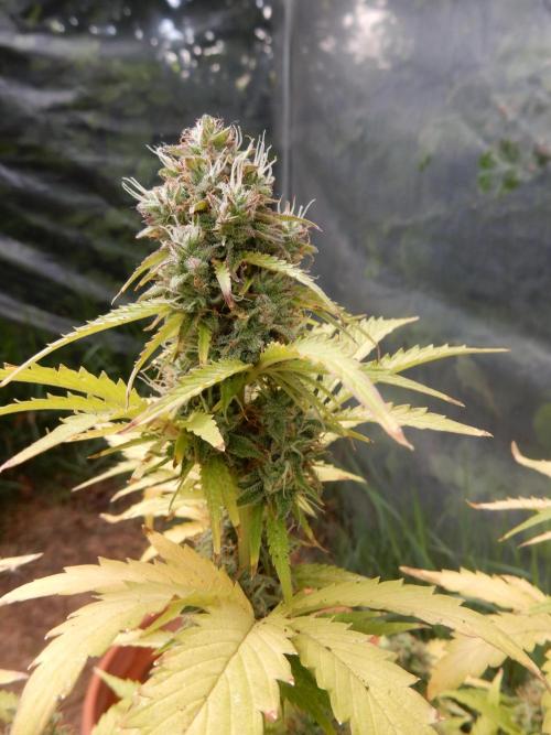 Sticky Broccoli Auto - EGC 2026. Week 10