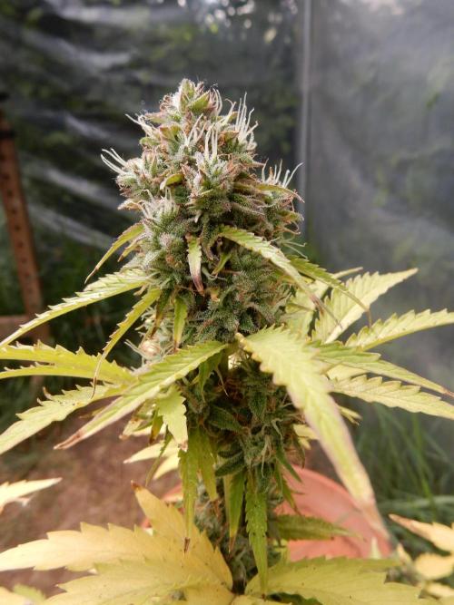 Sticky Broccoli Auto - EGC 2026. Week 10