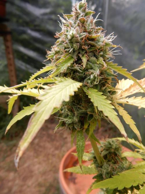 Sticky Broccoli Auto - EGC 2026. Week 10