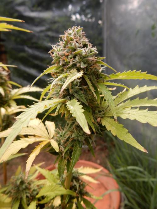Sticky Broccoli Auto - EGC 2026. Week 10