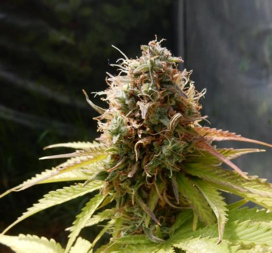 Auto Candy Bubatz XL - I/O. Week 10