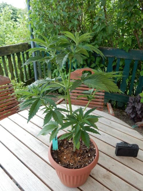 Fruit Bomb Punch Outdoor - 26. Week 5