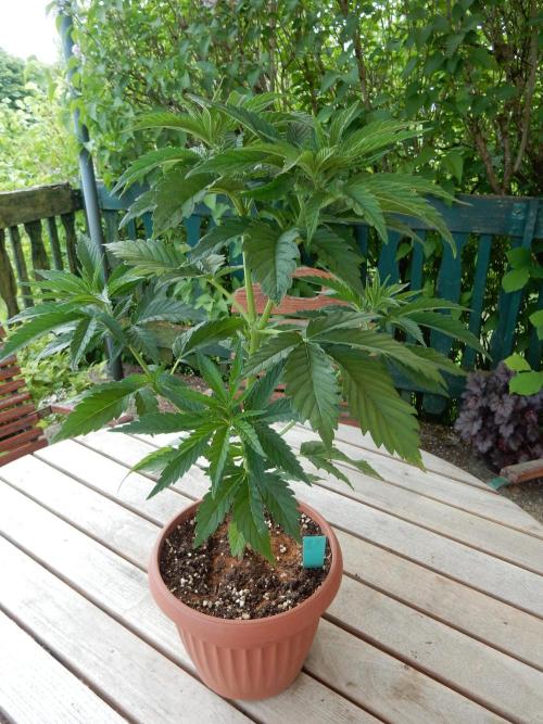 Fruit Bomb Punch Outdoor - 26. Week 5