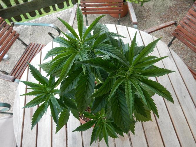 Fruit Bomb Punch Outdoor - 26. Week 5