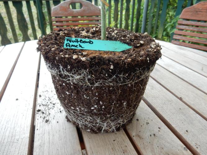 Fruit Bomb Punch Outdoor - 26. Week 5